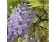 Wisteria sinensis (Glicină)